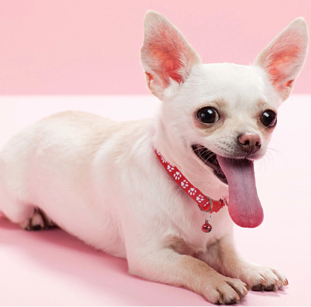Pet Collars