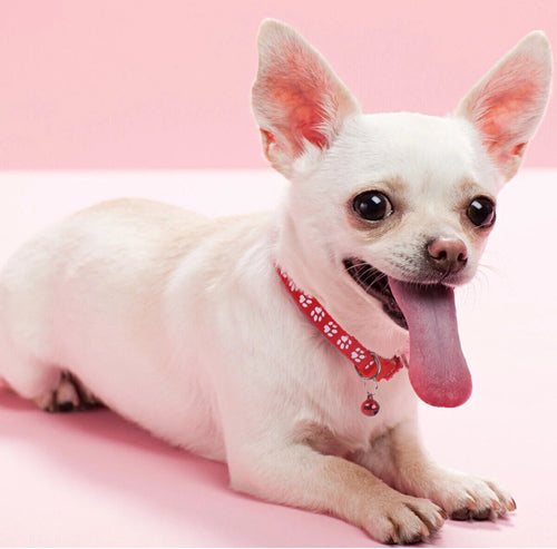 Pet Collars